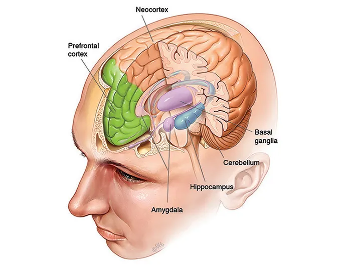 Brain image